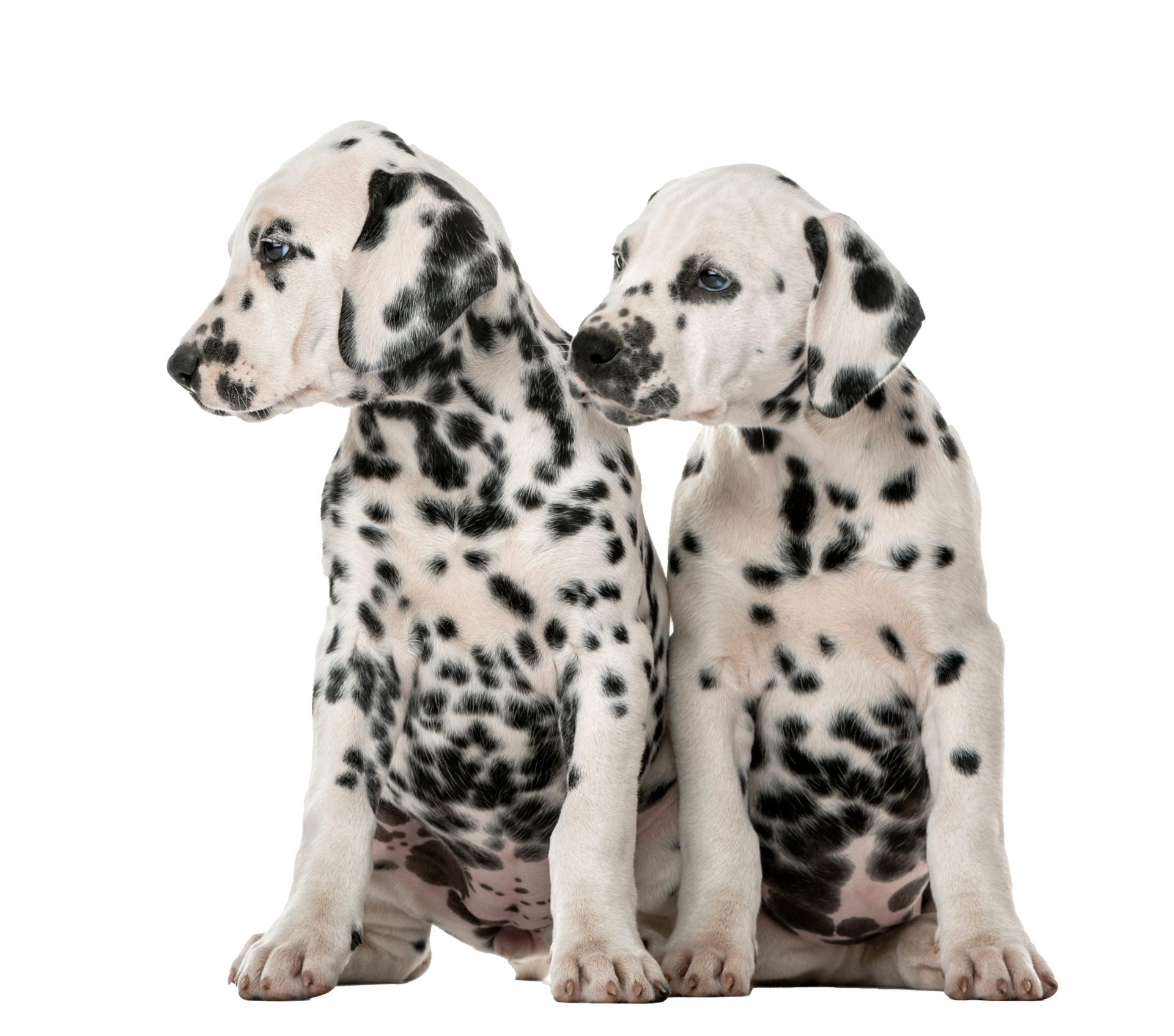 Dalmatian puppy looking up — 911PetChip™ hero image.